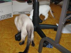 more kittens